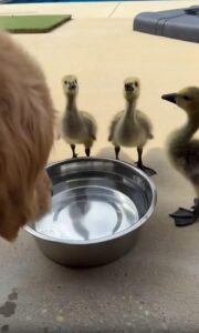 골든리트리버와 아기 오리 삼형제의 물그릇 회동