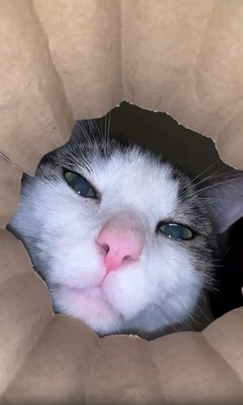출처 : Reddit / 종이가방 바닥에서 위를 보는 카메라시점 작은 가방 입구로 고양이 얼굴이 쑤욱 들어온다