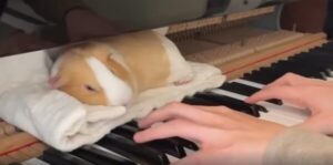 피아노 위에 앉은 작은 청중, 기니피그의 평화로운 감상 시간