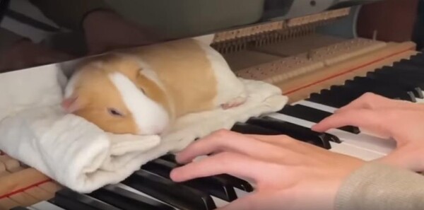 출처 : Reddit / 피아노 건반위에 수건이 올려져있고 그위에 기니피그나 앉아있다. 주인이 피아노를 연주하고있다