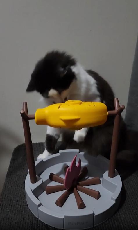 출처 : Reddit / 모닥불위에 물고기가 걸려진 장난감 모형뒤에 새끼 고양이가 관심을 가지고 있다.