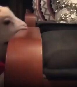 이거… 먹어도 되는 걸까? 호기심 가득한 염소의 의자 탐색기