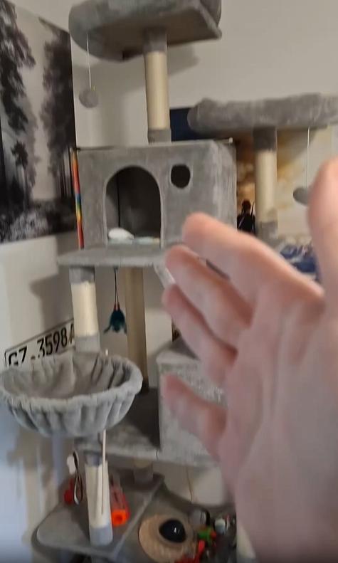 출처 : Reddit / 화려하게 생긴 고양이 타워가 카메라에 비춰진다 하지만 타워에는 고양이가 없다 카메라를 돌리자 작은 종이박스에 고양이가 들어가 앉아있다