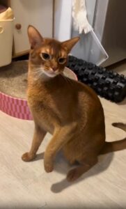 고양이 vs 두리안, 첫 만남은 충격 그 자체