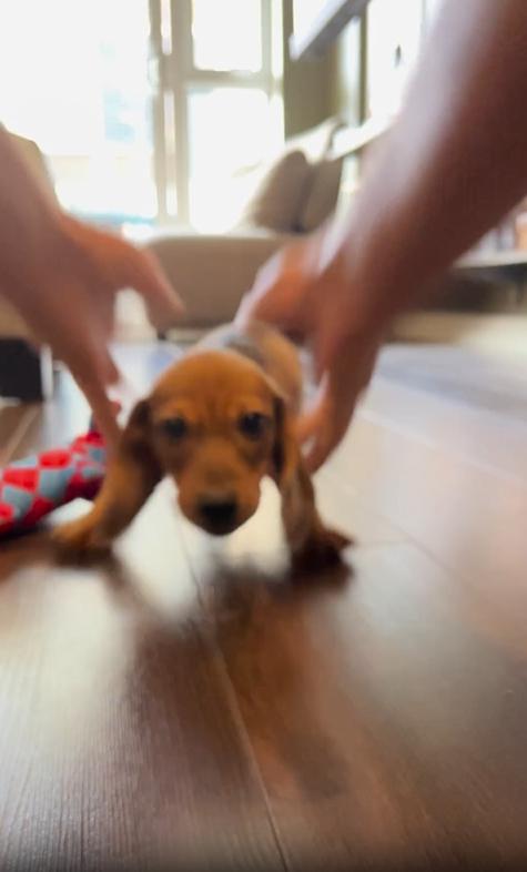 출처 : Reddit / 거실에 있는 작은 새끼 닥스훈트 한마리 주인이 새끼 닥스훈트를 두손으로 잡아 민다 강아지는 미끄러지듯 주인에게서 멀어지고 멈추자 강아지는 주인에게 달려가는것을 반복한다