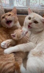 “행복한 집안의 전형” – 서로 대화 나누는 두 고양이와 품에 안긴 새끼 고양이