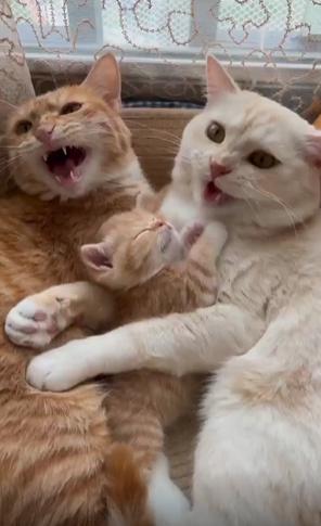 출처 : Reddit / 두고양이가 바구니 안에 기대듯 누워있고 두 고양이 사이엔 작은 새끼고양이가 품에안겨 자고있다 두고양이는 이야기하듯 서로 번갈아가며 야옹거린다