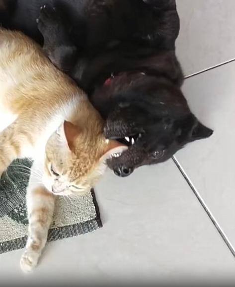 출처 : Reddit / 강아지와 고양이가 나란히 누워있다 강아지가 고양이의 귀를 살짝 깨물기 시작하자 고양이가 앞발로 강아지를 쳐낸다 하지만 강아지는 다시 고양이귀를 물기시작한다 고양이는 포기했다