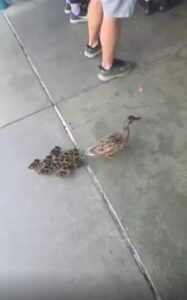 “엄마는 오늘도 바쁘다” 새끼 오리들을 데리고 디즈니에 가는 어미 오리의 당당한 행진