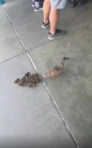 출처 : Reddit / 새끼오리들을 이끌고 어미 오리가 디즈니에 간다