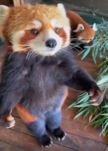 출처 : Reddit / 사람이 주는 간식을 받아먹는 레서판다