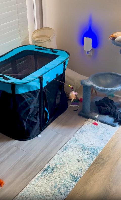 출처 : Reddit / 이동형 고양이 박스안에 고양이가 있다 지퍼로 된 문 밖에는 장난감이 걸려있고 열린지퍼로 살짝 고양이 얼굴이 보더니 앞발로 장난감을 툭툭 치기 시작한다