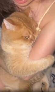 “여기면 충분해요” 주인의 품 안에 꼭 안겨있는 고양이의 깊은 신뢰