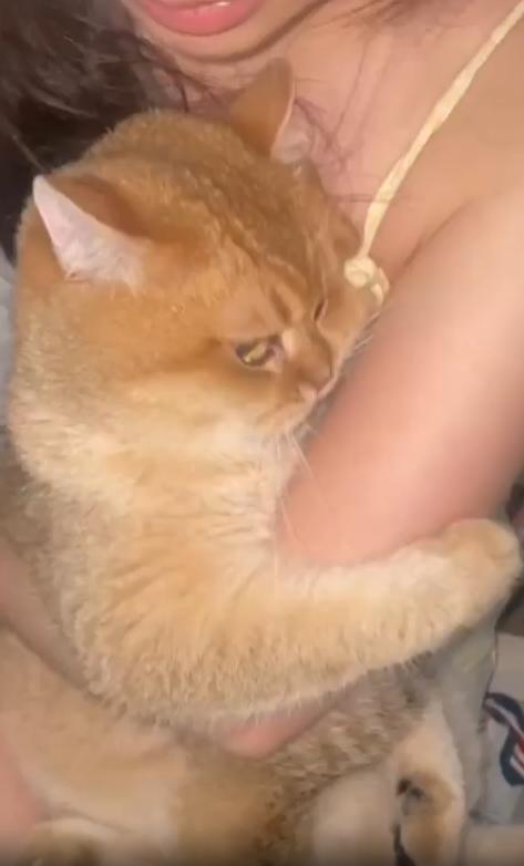 출처 : Reddit / 주인의 품안에 꼭 안겨있는 고양이