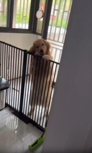 “기다렸어요, 정말 많이요” 주인을 향해 두 발로 선 골든리트리버의 환한 인사