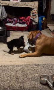 “작은 보스, 큰 친구를 당기다” 거실 한복판에서 펼쳐진 강아지들의 터그 놀이