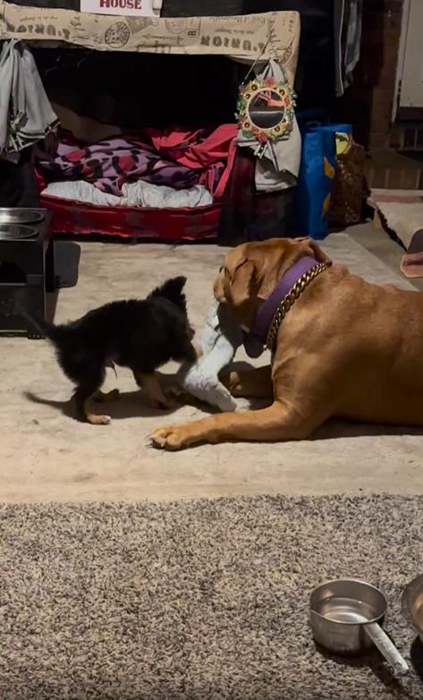 출처 : Reddit / 거실에있는 작은 강아지와 큰강아지가 터그 놀이를 하고있다