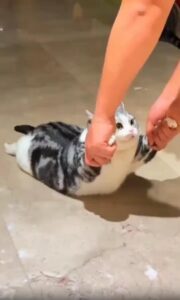 손잡고 뒷걸음질치는 주인, 미끄럼 타는 고양이의 극단적 게으름 시위