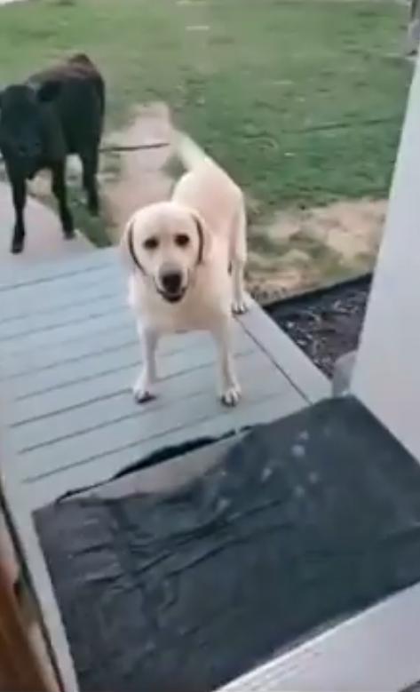 출처 : Reddit / 주인이 문을 열자 하얀강아지가 있다. 친구를 데려온듯이 강아지 위에는 소한마리가 있다