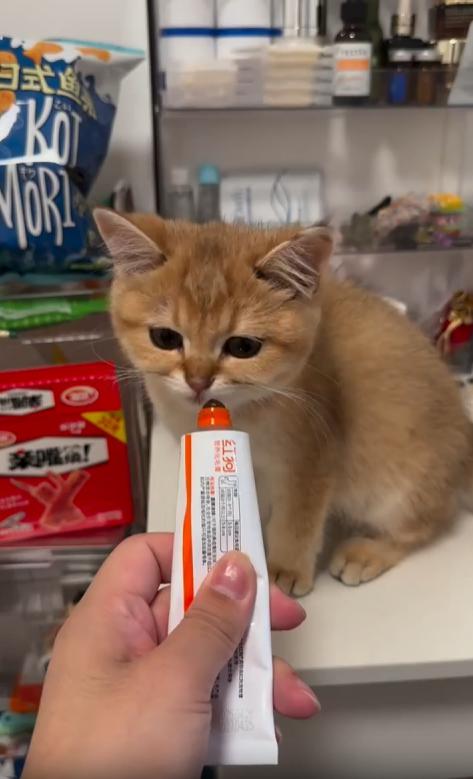 출처 : Reddit / 주인이 튜브형에 들어있는 먹이를 살짝 나와있는 상태로 고양이에게 들이민다 고양이는 먹기싫은듯 연신 고개를 젓는다