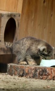 팔라스고양이 엄마의 단호한 육아방식