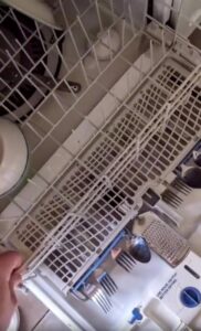 식기세척기 안에 숨은 고양이의 사생활