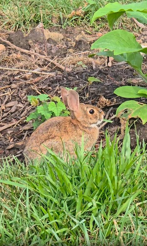 출처 : Reddit / 밭에서 풀을 뜯어먹는 야생 토끼