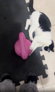 케틀벨 앞에서 벌어진 고양이와 인간의 뜻밖의 기싸움