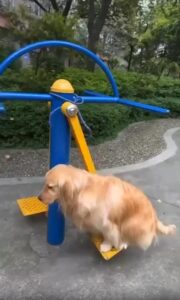 운동장 접수한 골든리트리버