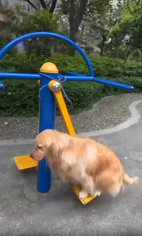 출처 : Reddit / 야외 운동기구가 모여있는곳 운동기구를 그네처럼 타는 골든리트리버