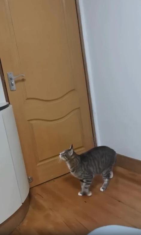 출처 : Reddit / 실내의 고양이 문옆에 선반을 타고올라가 손잡이에 체중을 실어 힘껏 내려 문을 연다 문이열리자 다른고양이가 들어온다