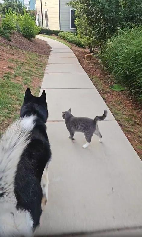 출처 : Reddit /  산책로 강아지와 고양이가 함께 산책로를 걷고있다