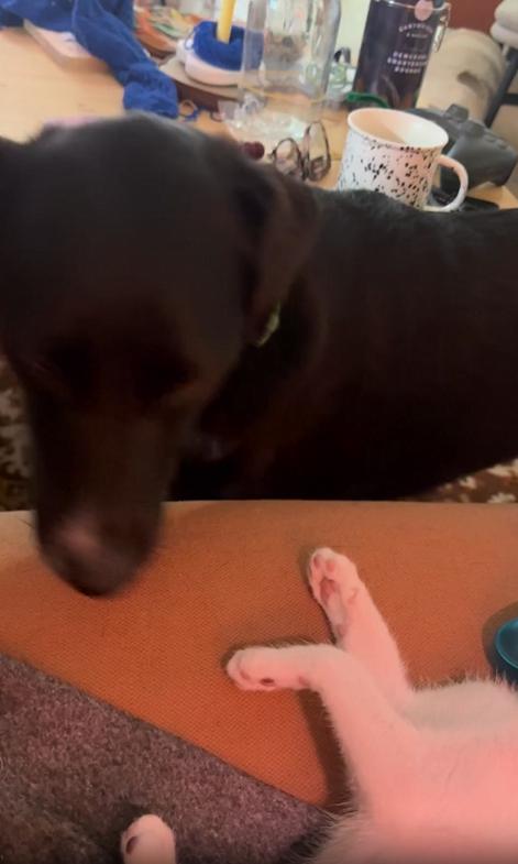 출처 : Reddit / 침대위의 누워있는 새끼고양이 검은 강아지가 가까이 가자 앞발로 공격을 시작한다