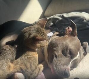 고양이와 강아지의 우정이 머무는 자리