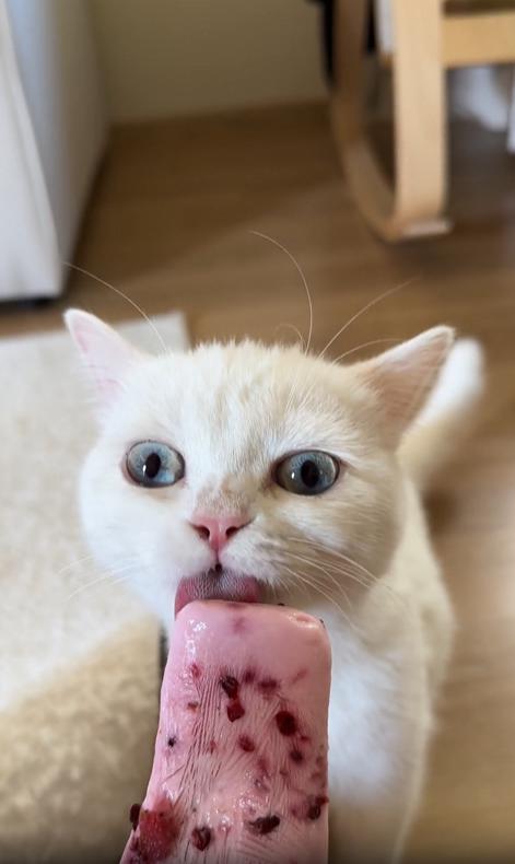 출처 : Reddit / 고양이와 강아지에게 번갈아가며 아이스크림을 주는 주인