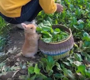 “밭의 주인은 나야, 나” – 두 발로 서서 채소를 먹는 토끼