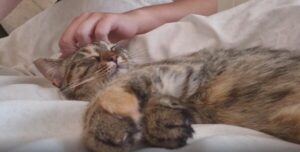 이건… 꿈이 아니야 앞발 마사지를 받으며 잠든 고양이의 천국 체험