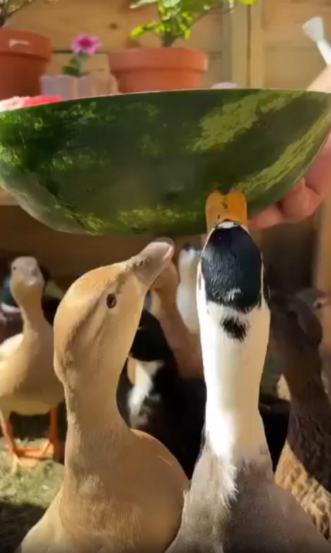 출처 : Reddit / 주인이 수박 반통을 내려놓자 오리들이 수박을 먹는다