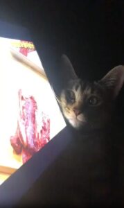 떨어질지도 몰라 TV 고기 장면 앞에 고개를 바짝 붙인 고양이