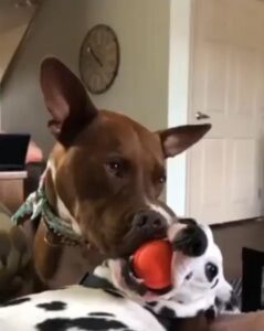 한 공을 향한 두 마음 강아지 둘의 팽팽한 대치