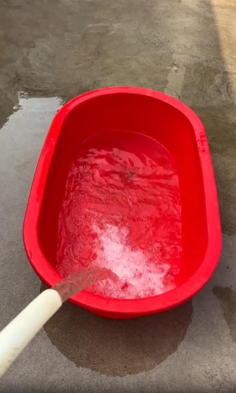 출처 : Reddit / 빨간 플라스틱 간이 욕조에 호스를 이용에 물을 담고있는 주인 허스키가 달려와 욕조안에서 물장구를 친다