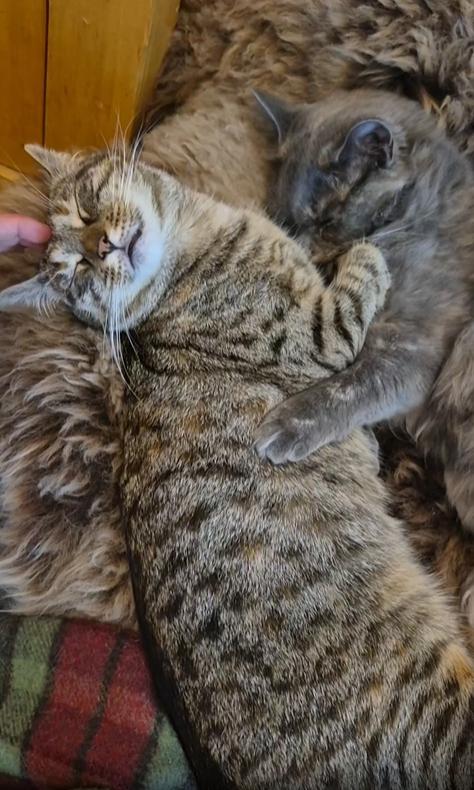 출처 : Reddit / 털담요 위에 고양이 두마리가 서로 껴안고 잠을 잔다. 주인은 한 고양이의 머리를 살살 쓰다듬는다
