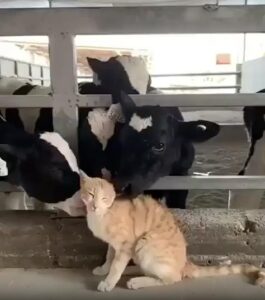 “소 세차장? 아니, 고양이 그루밍 서비스 중!” 고양이를 감싸는 느릿한 혀 두 개의 기묘한 현장