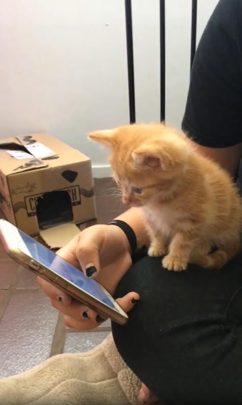 출처 : Reddit / 주인의 배위에 앉아있는 새끼고양이 주인이 한손으로 스마트폰을 조작하는걸 한참 바라보더니 새끼 고양이도 스마트폰에 앞발을 척 올린다