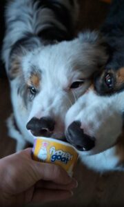 종이컵 속 아이스크림에 동시에 얼굴을 파묻은 두 강아지의 찐우정 간식 타임