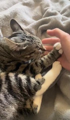 출처 : Reddit / 침대위의 누워있는 고양이 주인의 손을 그루밍을 해준다