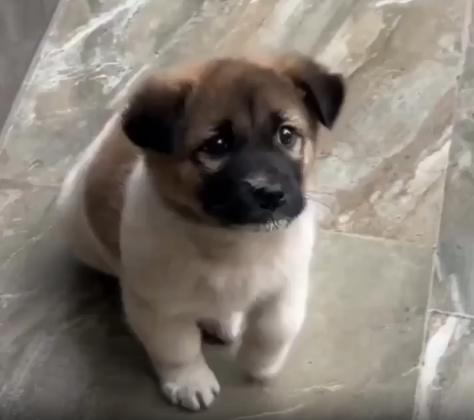 출처 : Reddit / 새끼 강아지가 밥을 기다리는듯 발을 동동 거린다