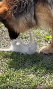 정원에서 시작된 새끼 고양이와 셰퍼드의 첫 교감