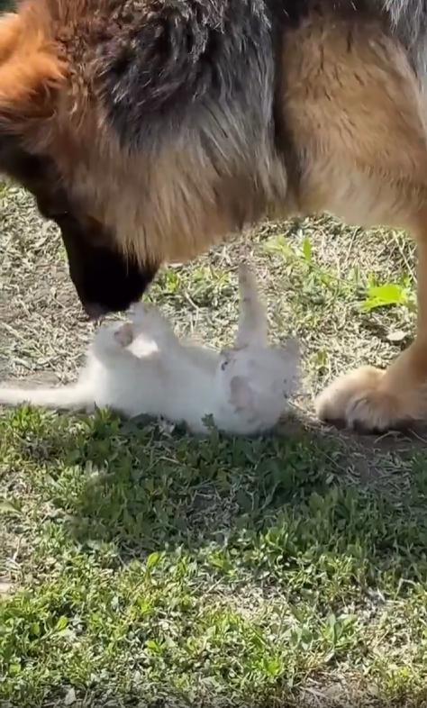 출처 : Reddit / 집 정원에 섀퍼드 한마리와 작은 새끼 고양이 한마리가 있다 강아지는 새끼고양이가 신기한듯 계속 냄새를 맡고 고양이는 장난을 치려한다