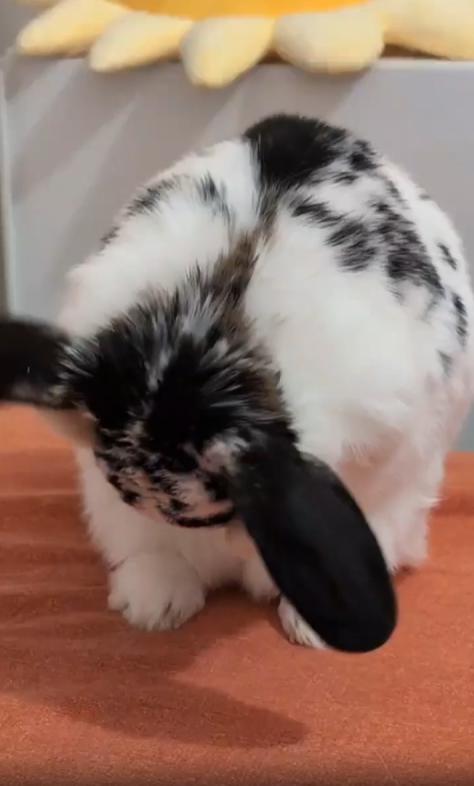 출처 : Reddit /  토끼가 자기전 자기몸을 청소하고있다